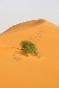 沙特阿拉伯有灌木丛的金色沙丘图片
