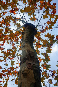 山上秋天颜色的树木秋天的季节图片