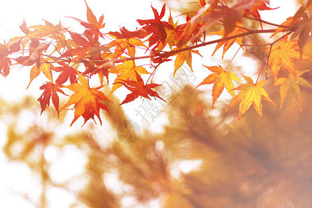 在日本秋天季节白色和模糊背景的红图片