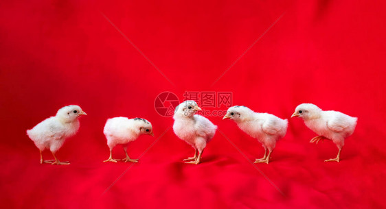 5个小汉堡鸡肉摊在红布背景图片