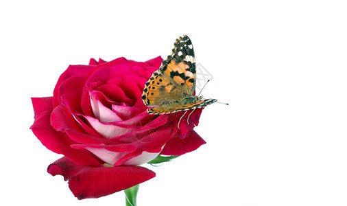 一朵花上的蝴蝶美丽的蝴蝶画上孤立在一张白纸上的玫瑰上的女士复制空格图片