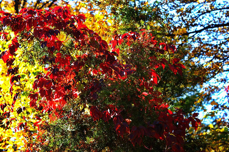 野生葡萄五颜六色的叶子藤蔓上的红叶缠绕一棵树秋天的红叶在阳光下图片