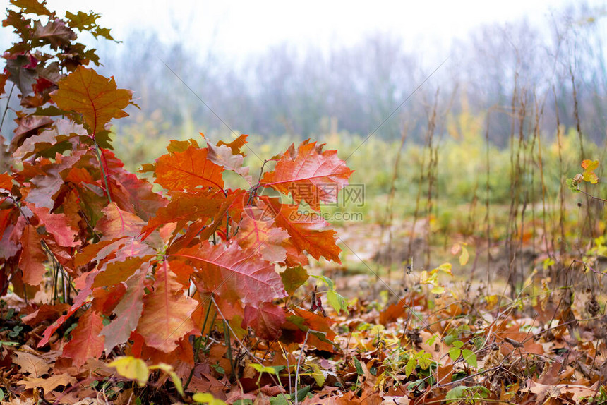 秋天森林背景下的橡树枝干棕色的叶子图片