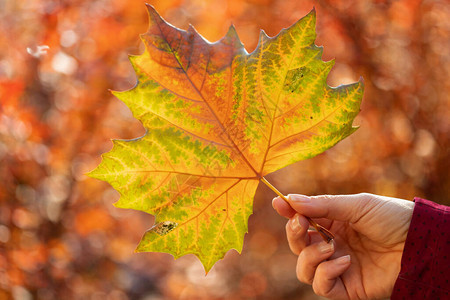 女人手握着秋叶的秋叶红秋叶树枝背图片