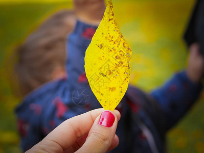 手中的黄色叶子在秋天自然的背景下秋天的黄叶在手中带有模糊散景光秋天来了图片