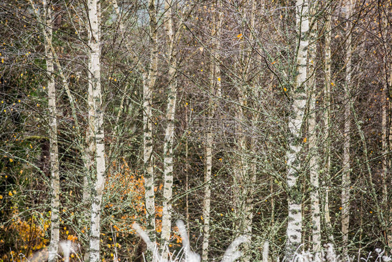 秋天阴云森林中多彩博的树枝第一次霜冻图片