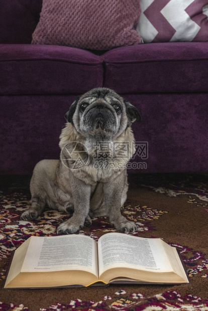 可爱的狗正在看一本书图片
