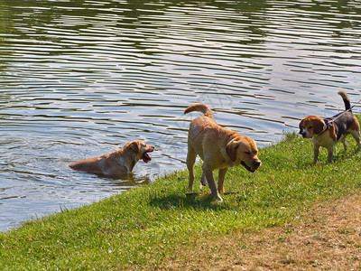 炎夏日狗们在湖水中玩耍图片