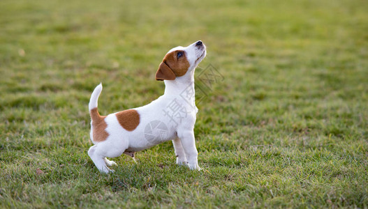 在阳光明媚的一天JackRussell小狗图片