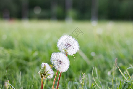 绿色背景上的白色蓬松蒲公英花特写图片