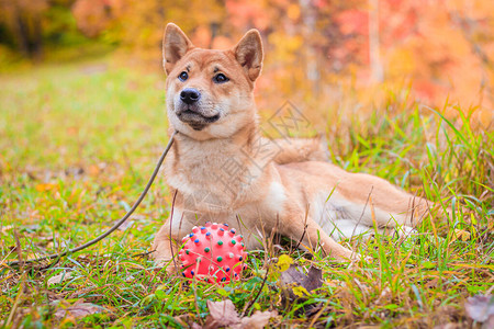 Shiba狗在秋天的公园里散步美丽的毛茸的图片