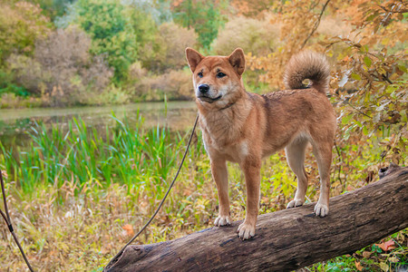 Shiba狗在秋天的公园里散步美丽的毛茸的图片