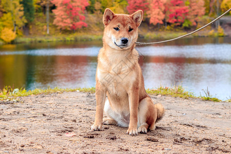 Shiba狗在秋天的公园里散步美丽的毛茸的图片