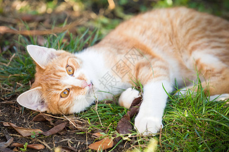 在花园里玩耍的橙色虎斑猫图片