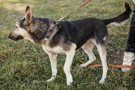 中华田园犬可爱的流浪狗在绿色公园与志愿者一起在皮带上行走从收容所概念中采用混种德国牧羊犬甜美的黑色和背景