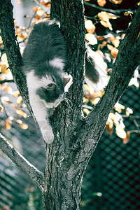 坐在绿色花园的一棵树上的猫儿们他们图片