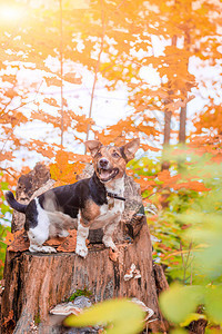 狗杰克罗素梗在公园里散步家庭宠物狗在公园里散步秋天公园明图片
