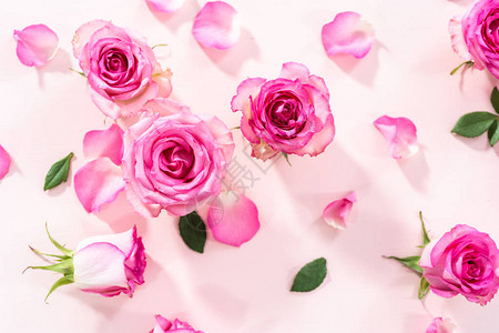 粉红色背景的粉红玫瑰花图片