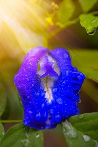 蝴蝶豌豆蓝豌豆晨光下雨滴图片