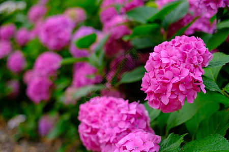 夏天花园里盛开的粉红色霍滕西亚花图片