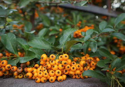 OrangeFiirthorn或Pyracantha植物图片