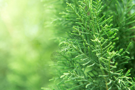 接近东方Arborvitae的地图片