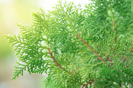 接近东方Arborvitae的地图片