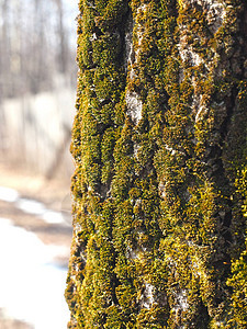 苔藓春天春天的自然俄图片