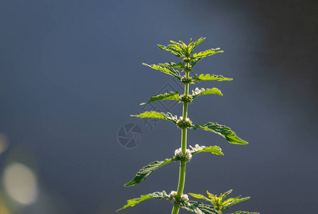 河薄荷的多汁绿叶图片