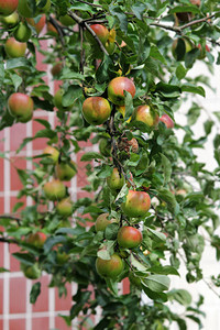 树上苹果子的水果图片