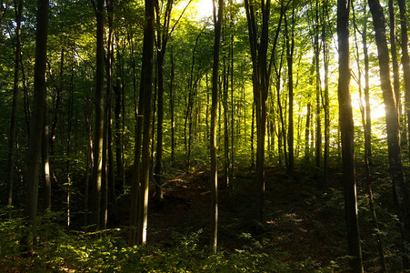 山毛榉林山毛榉是落叶乔木是欧洲森林的图片