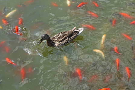 湖中的野鸭和金鱼图片