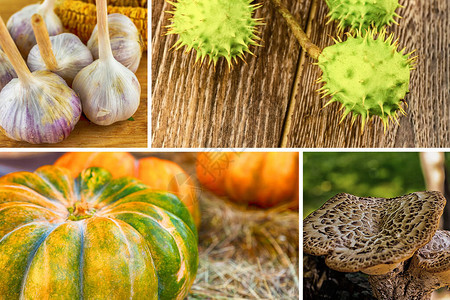 秋季蔬菜拼贴南瓜大蒜棕色蘑菇和栗图片