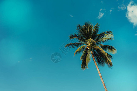 有云的椰子树和天空图片