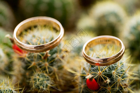 鲜青绿仙人掌和橘子水果上的对结婚金戒指爱情婚姻概念侧面观点图片