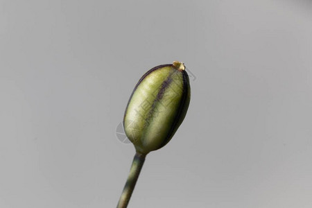 Tulipakolpakowskiana种子图片