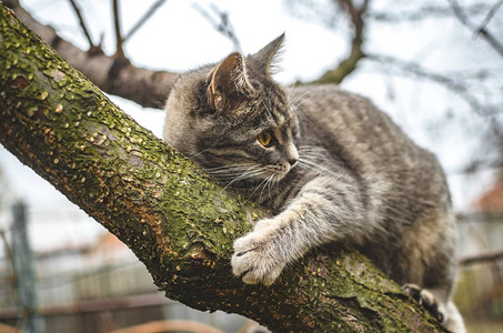 灰小猫爬上一棵干枯的树图片