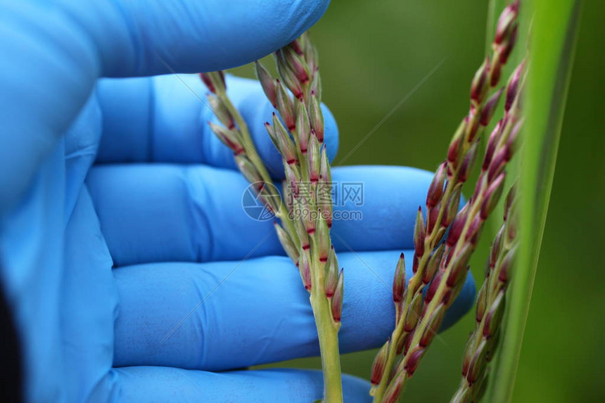 在农田里双手握着农艺师的玉米小穗图片