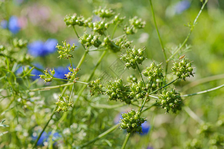 菜园植物的Coriander种子棚图片