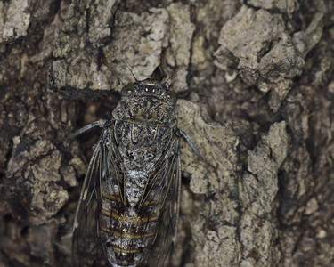 克里特岛蝉Cicadacredensis图片