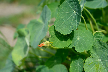 花园金莲花拉丁名Tropaeolum图片