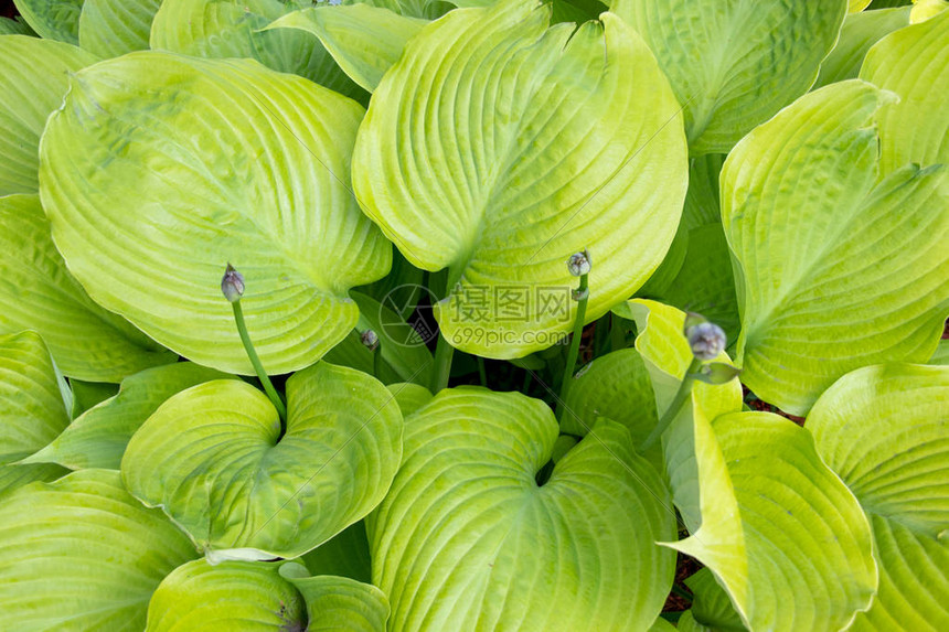 布什玉簪总和物质植物特写多年生巨型图片