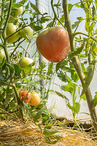 生长在温室里的成熟和未成熟的西红柿图片