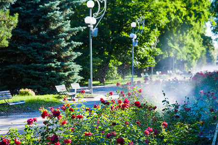 用全自动喷灌系统在公园清晨启动浇水草坪和玫瑰花智能花园背景图片