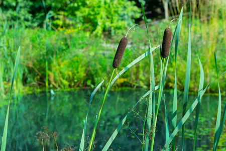 池塘的翡翠表面和成熟的香蒲图片