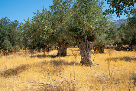 希腊岛纳克索斯农村的橄榄树林图片