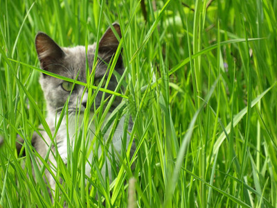 草丛中两只可爱的小猫图片