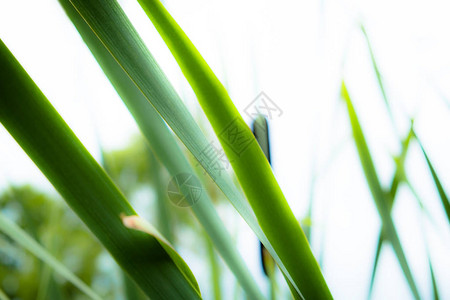 蒲公英茎的背景在蓝天背景的夏天晴天沿海水生植物在河流湖泊池塘老妇人运河和水库的泥泞岸边以及沼泽图片