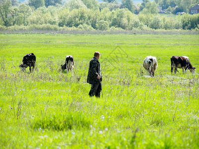 牧羊人看着牛群在草原上放牧图片