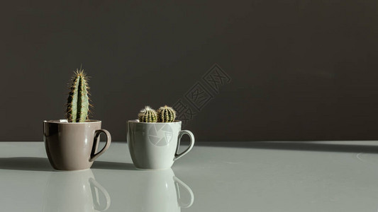两个装在咖啡杯里的小装饰仙人掌站在灰色背景的桌子上极简主义的概念植物护理常绿植物图片